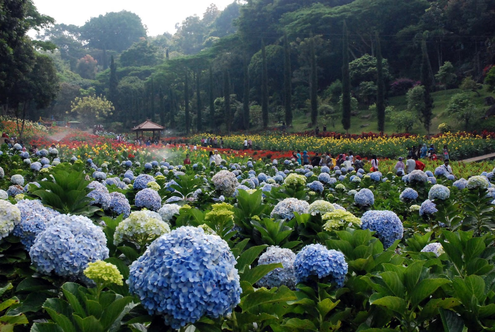 Share Kota Tomohon Kota Bunga Wajib Untuk Para Pecinta Tanaman Hias Halaman 3 Kebunpedia